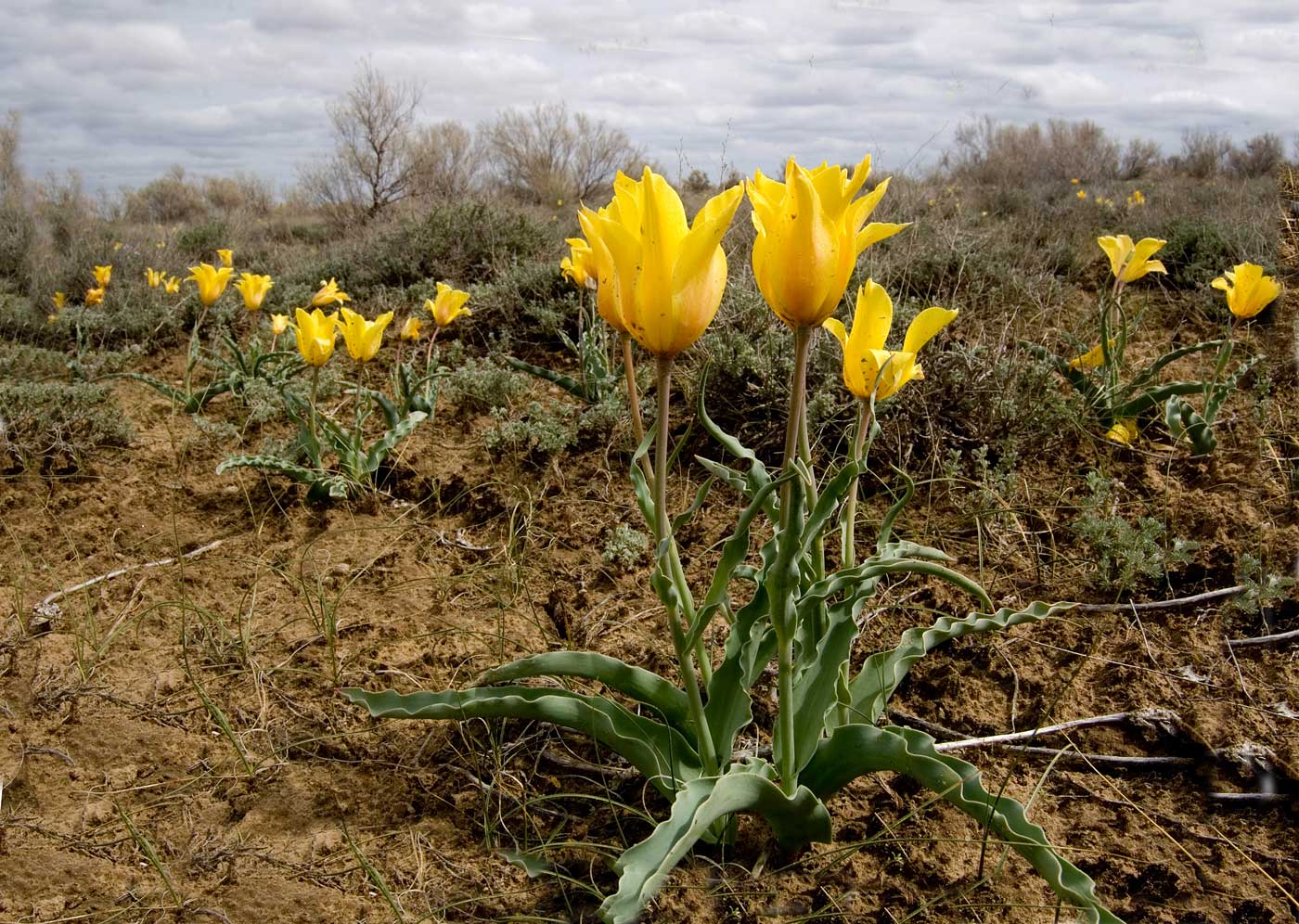 Изображение особи Tulipa behmiana.