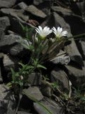 Cerastium arvense