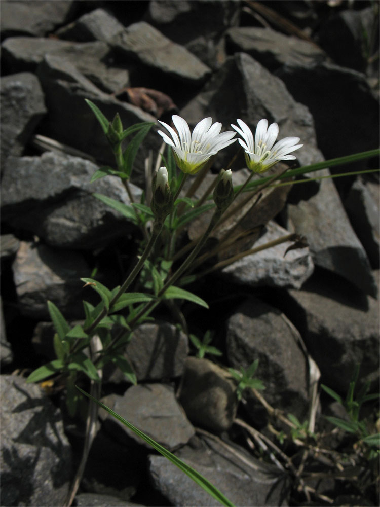 Image of Cerastium arvense specimen.