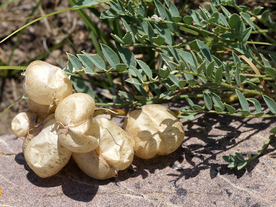 Изображение особи Astragalus masenderanus.