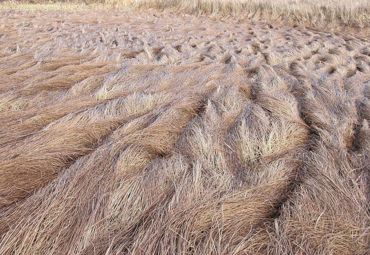 Image of Carex acuta specimen.