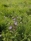 Lactuca sibirica