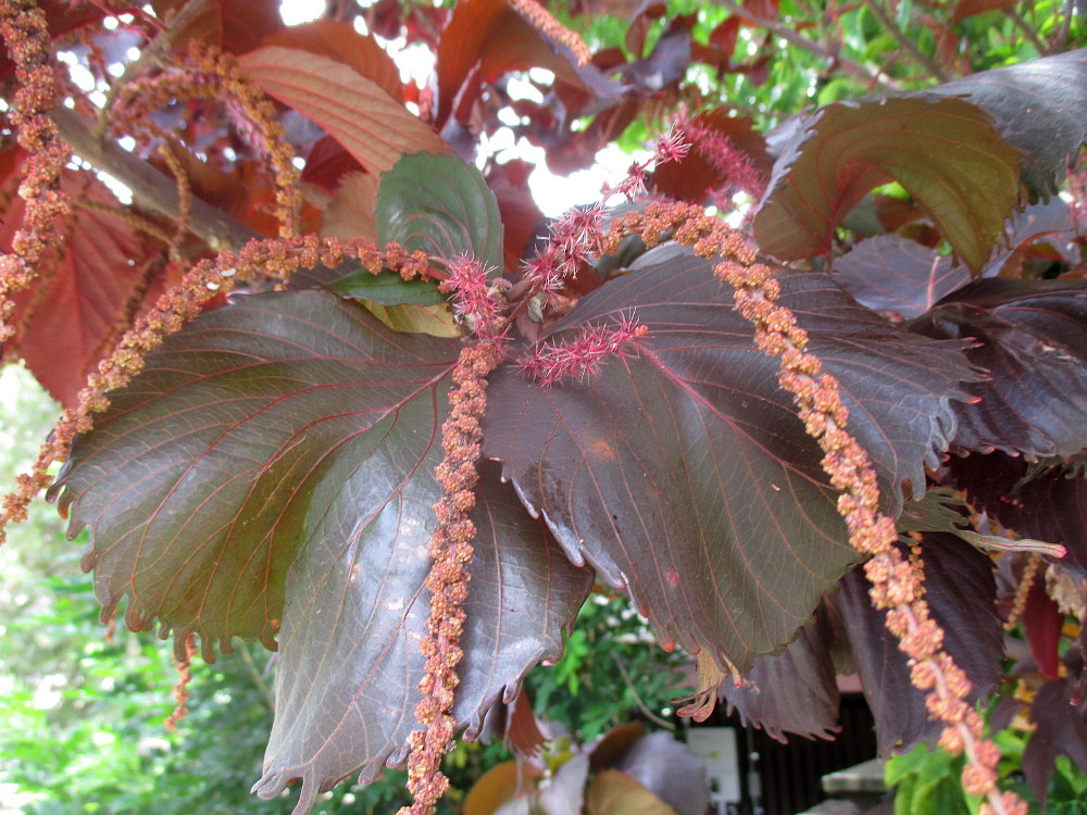 Изображение особи Acalypha wilkesiana.