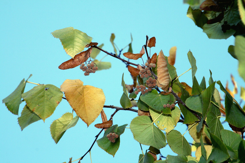 Изображение особи Tilia begoniifolia.