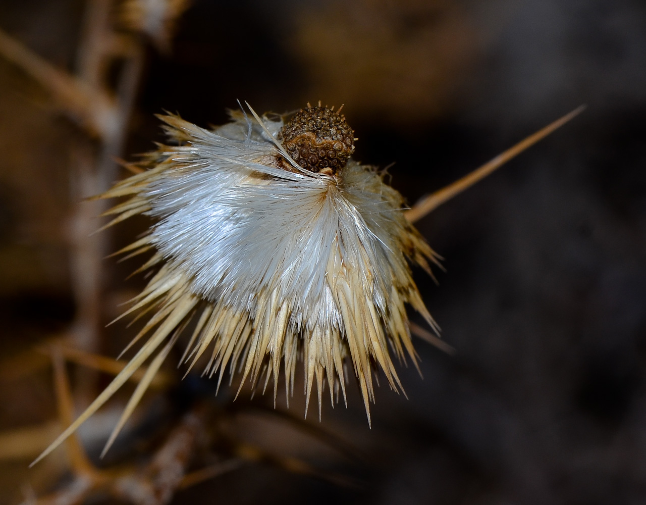 Image of Echinops polyceras specimen.
