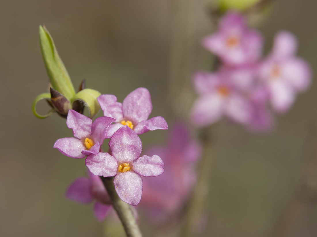 Изображение особи Daphne mezereum.
