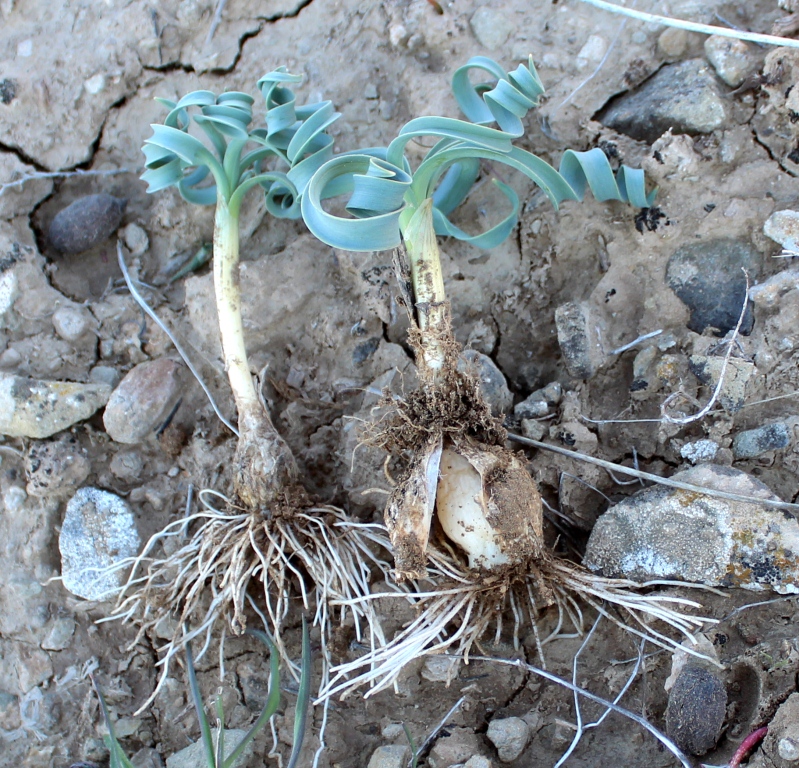Image of Allium helicophyllum specimen.