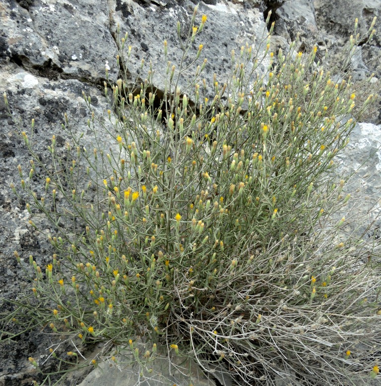 Image of Varthemia persica specimen.