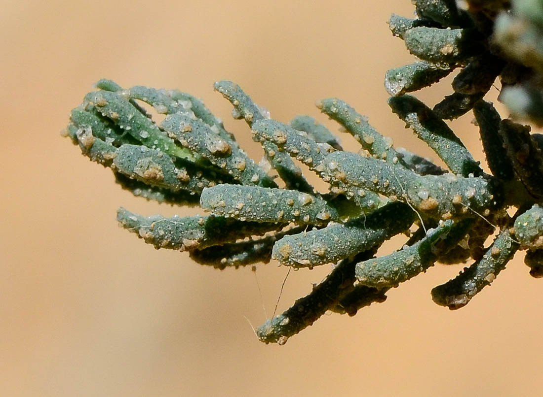 Image of Reaumuria hirtella specimen.