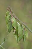 Vicia villosa