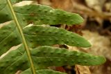 Polypodium vulgare