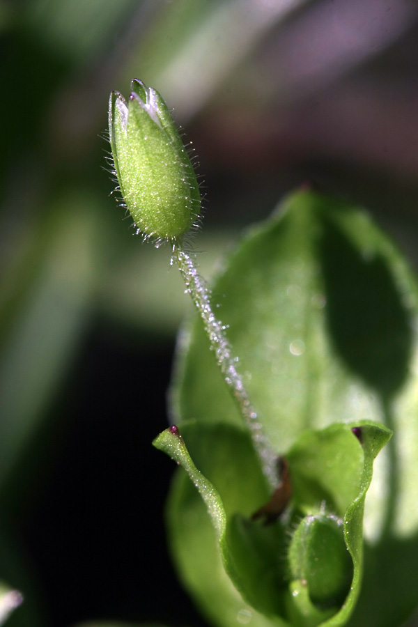 Изображение особи Stellaria neglecta.