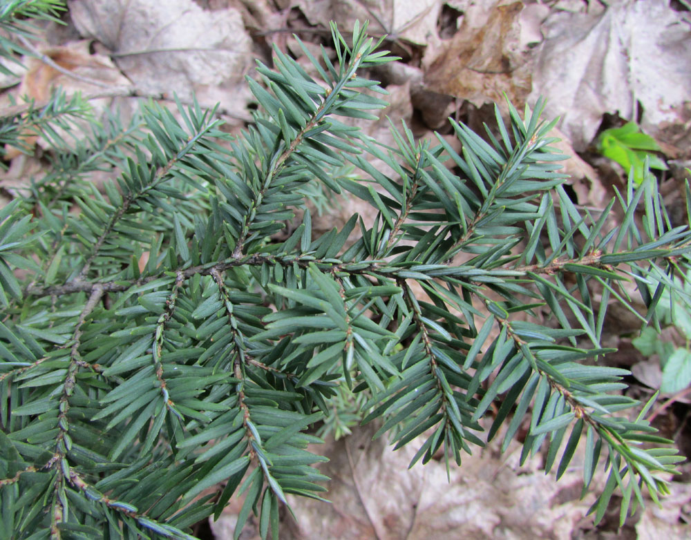 Image of Tsuga heterophylla specimen.