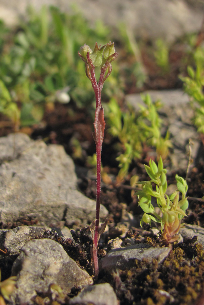 Image of Valerianella falconida specimen.