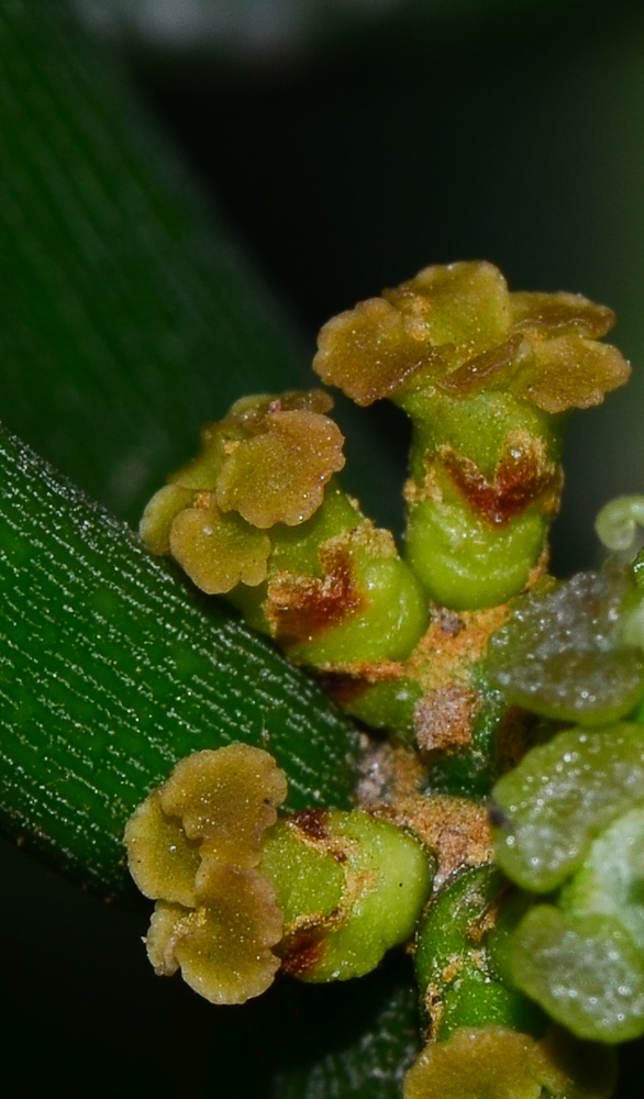 Изображение особи Euphorbia tirucalli.