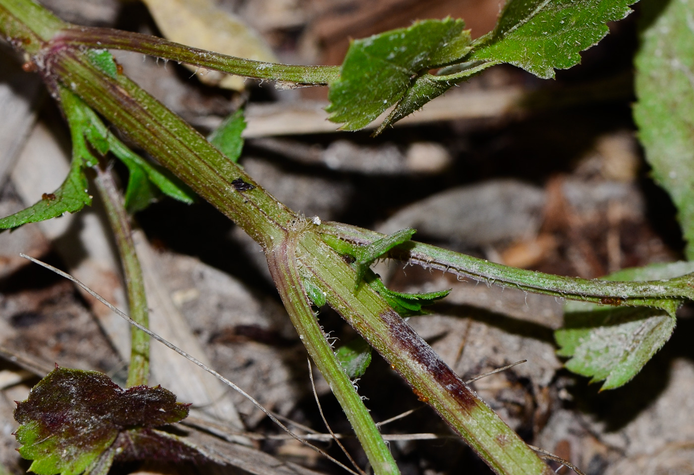 Image of Bidens pilosa specimen.
