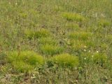 Carex humilis. Дерновины в степи. Курская обл., Горшеченский р-н, окр. дер. Кунье, степь на склоне балки. 06.07.2014.