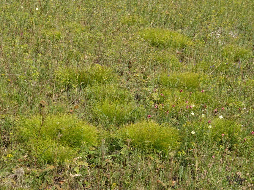 Изображение особи Carex humilis.