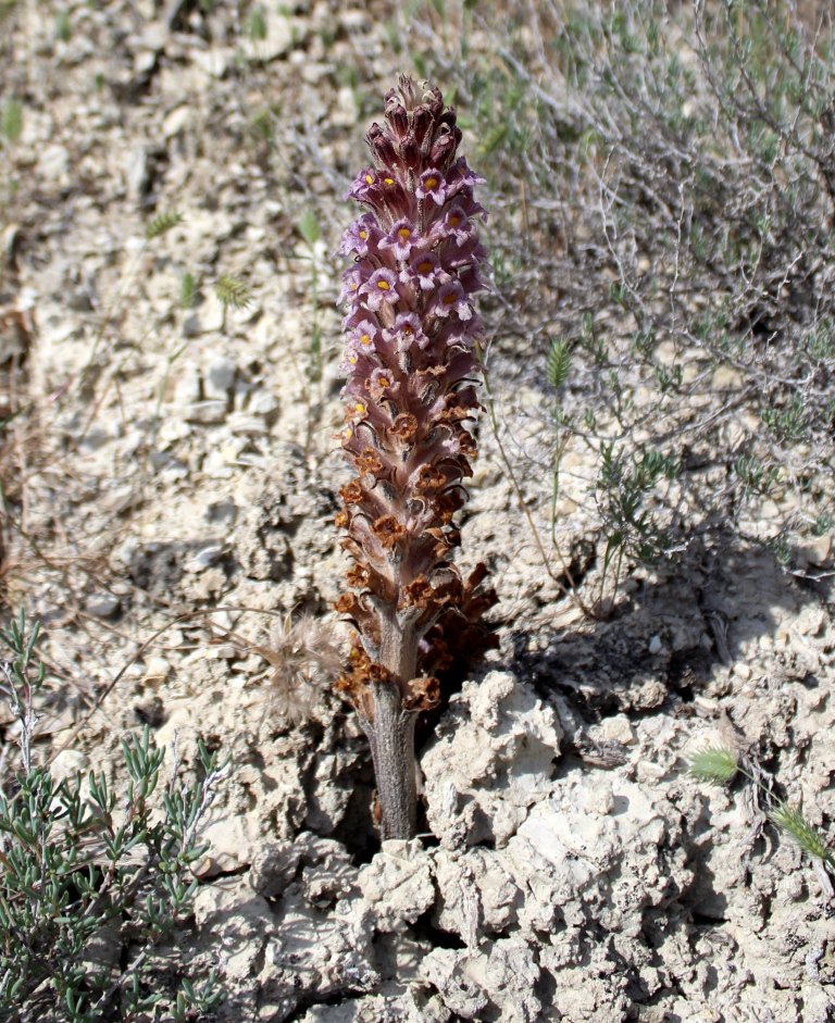 Image of Orobanche spectabilis specimen.