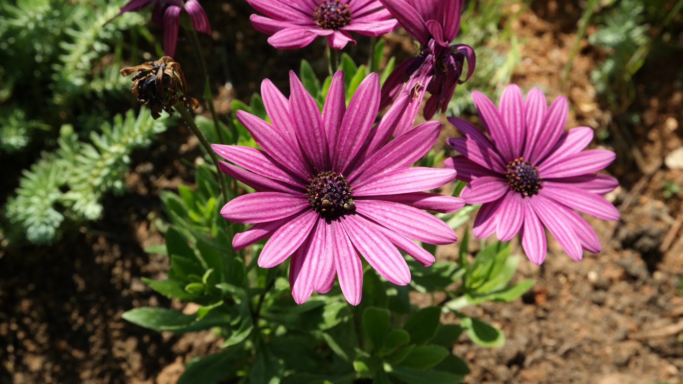 Изображение особи Dimorphotheca ecklonis.