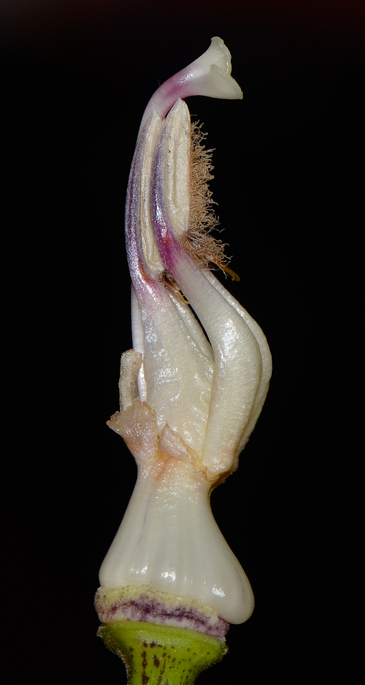 Image of Thunbergia laurifolia specimen.