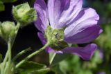 Malva sylvestris. Цветок (вид со стороны чашечки). Республика Адыгея, г. Майкоп, восточная окраина города, луг у рощи. 11.06.2016.