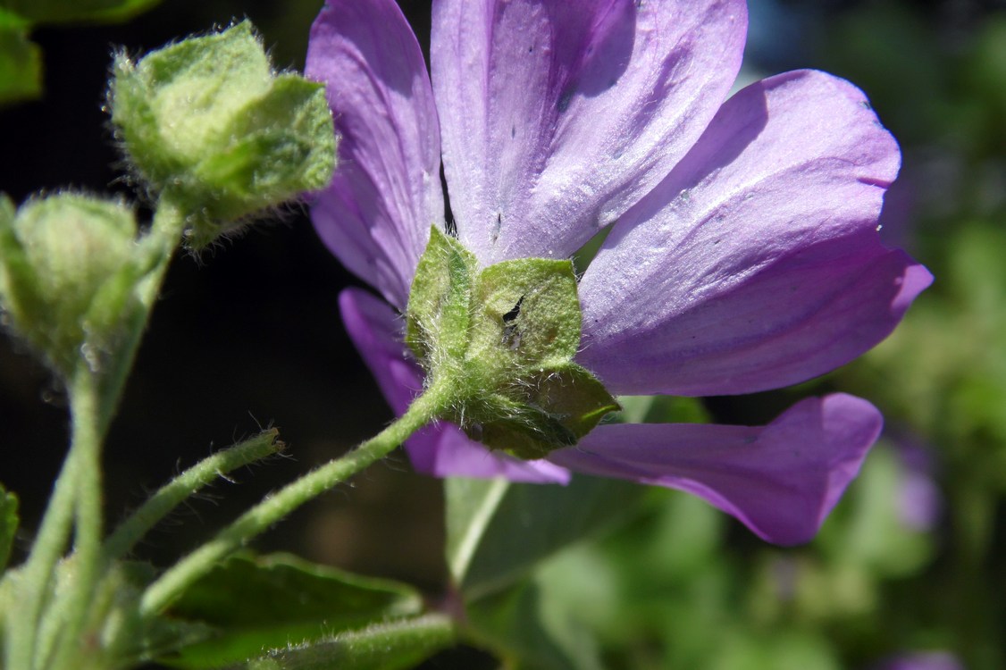 Image of Malva sylvestris specimen.