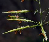 Bromopsis inermis. Соцветия. Владимирская обл., Ковровский р-н, окр. дер. Митино, поле. 25.06.2016.