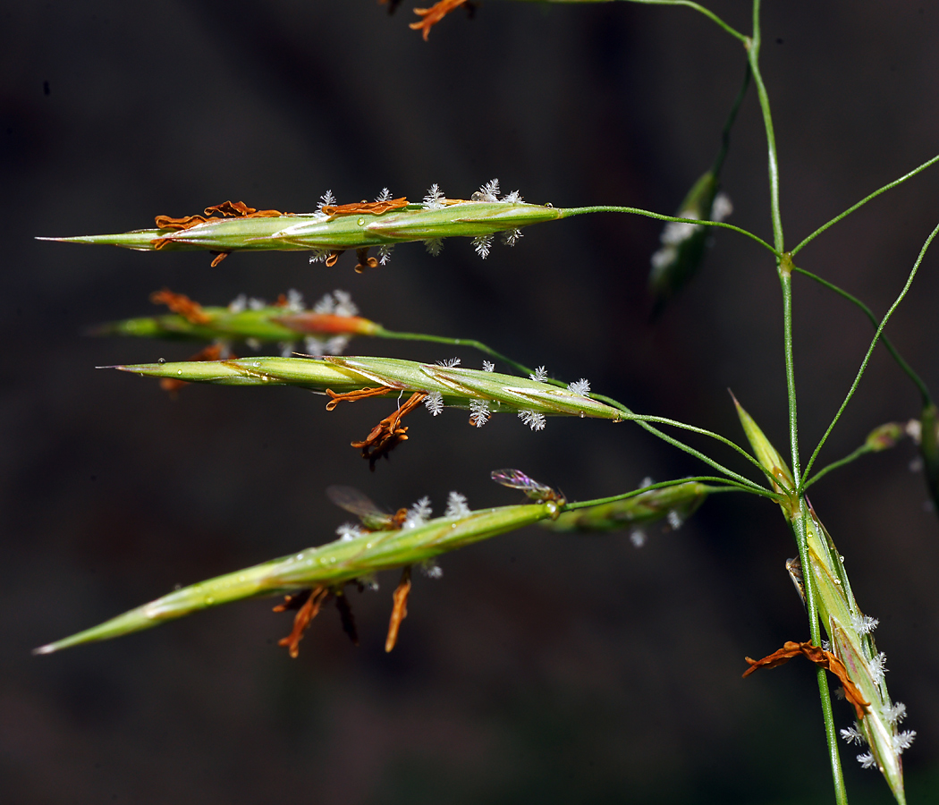 Изображение особи Bromopsis inermis.