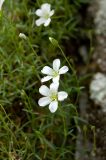 Minuartia helmii