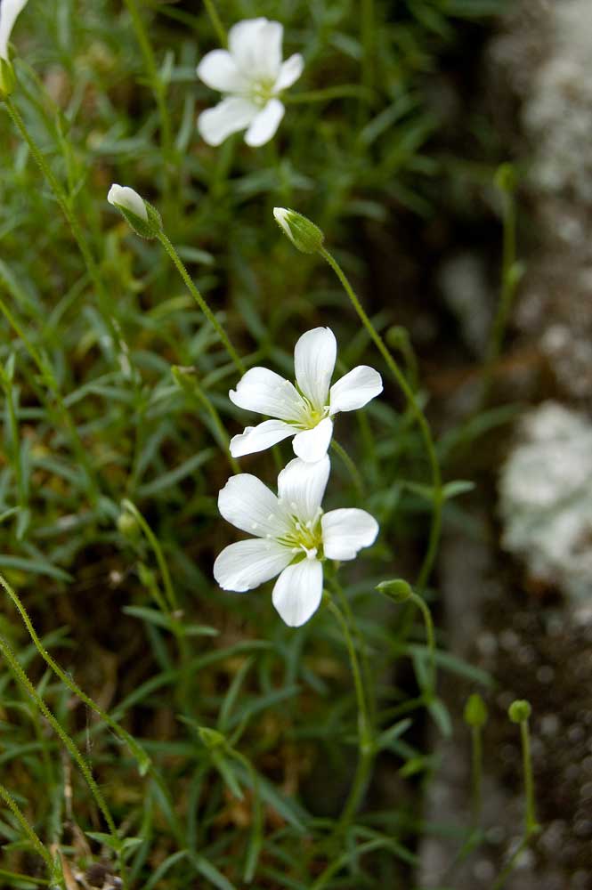 Image of Minuartia helmii specimen.