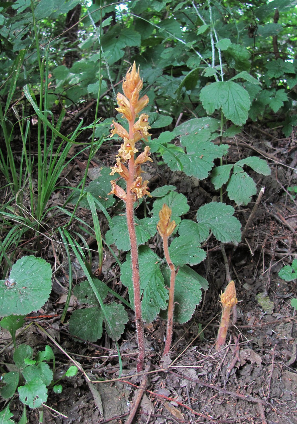 Изображение особи Orobanche laxissima.