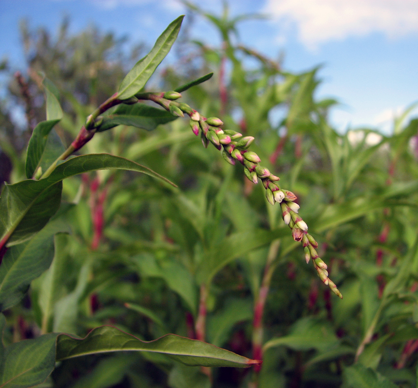 Image of Persicaria hydropiper specimen.