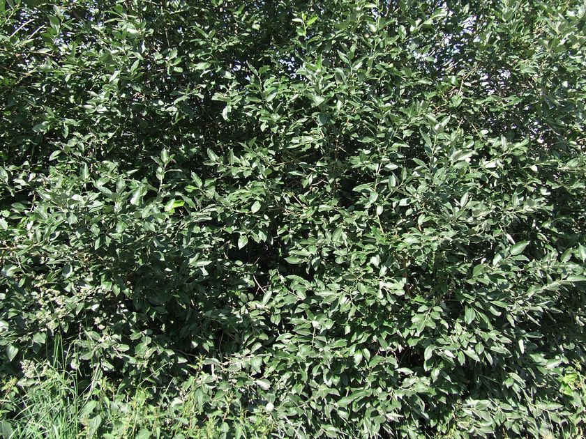 Image of Salix caprea specimen.