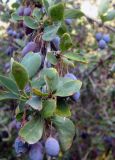 Berberis sphaerocarpa