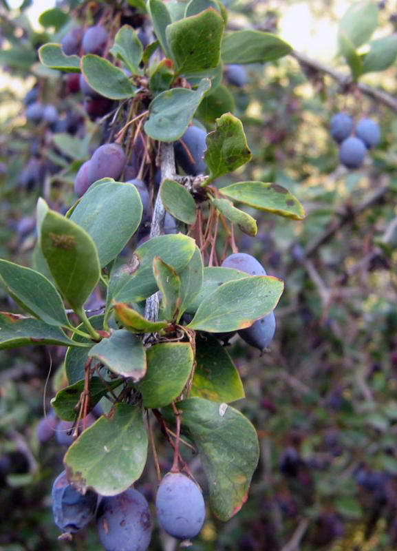 Изображение особи Berberis sphaerocarpa.