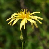 Scorzonera albicaulis