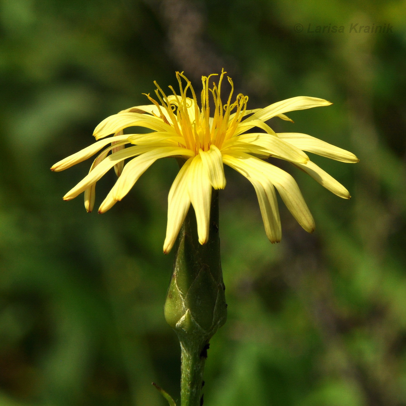 Изображение особи Scorzonera albicaulis.