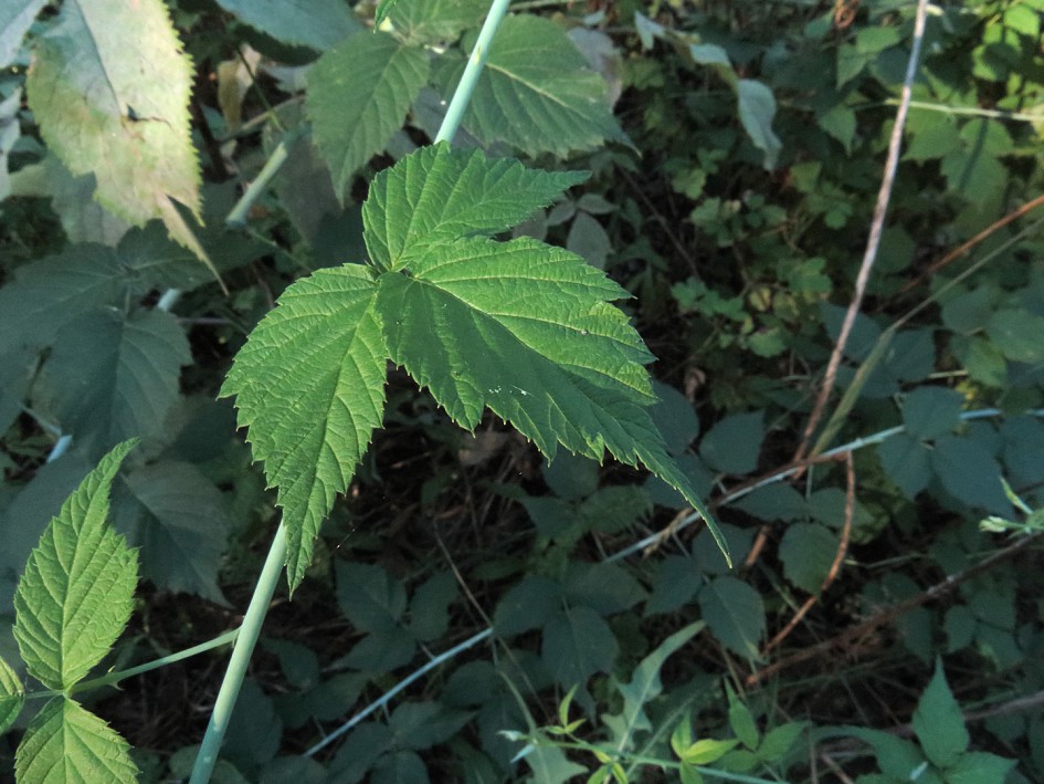 Изображение особи Rubus occidentalis.