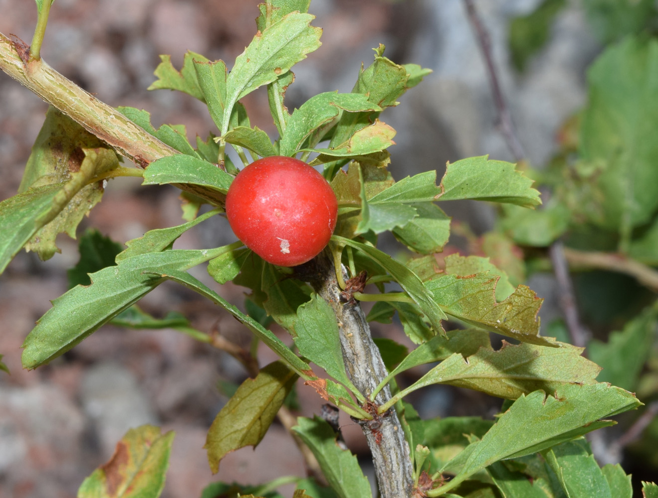 Image of Cerasus tianshanica specimen.