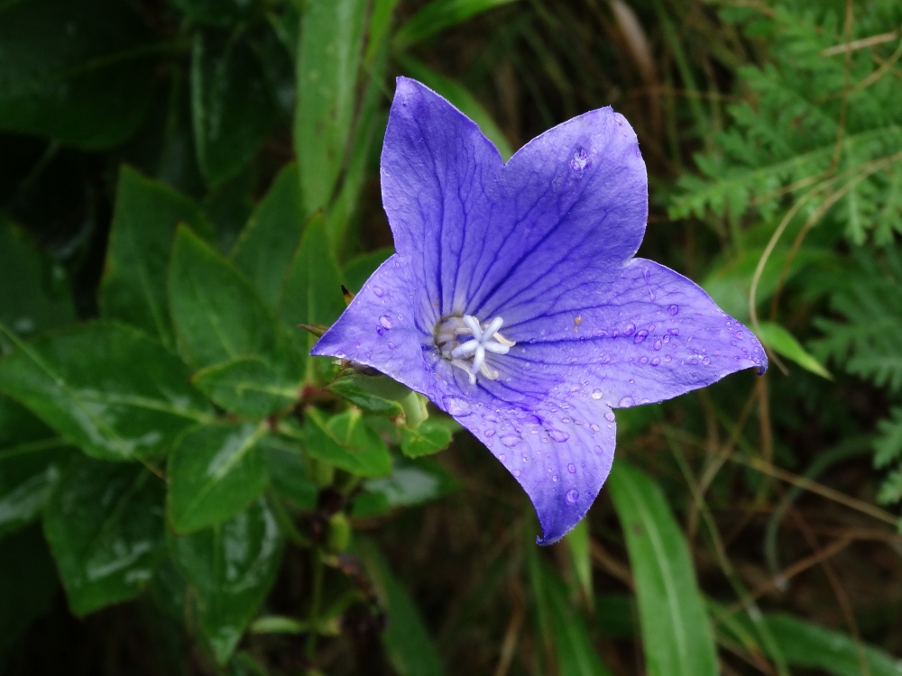 Image of Platycodon grandiflorus specimen.