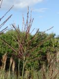 Miscanthus sinensis. Соцветие. Приморье, окр. г. Находка, разнотравный луг. 23.08.2016.