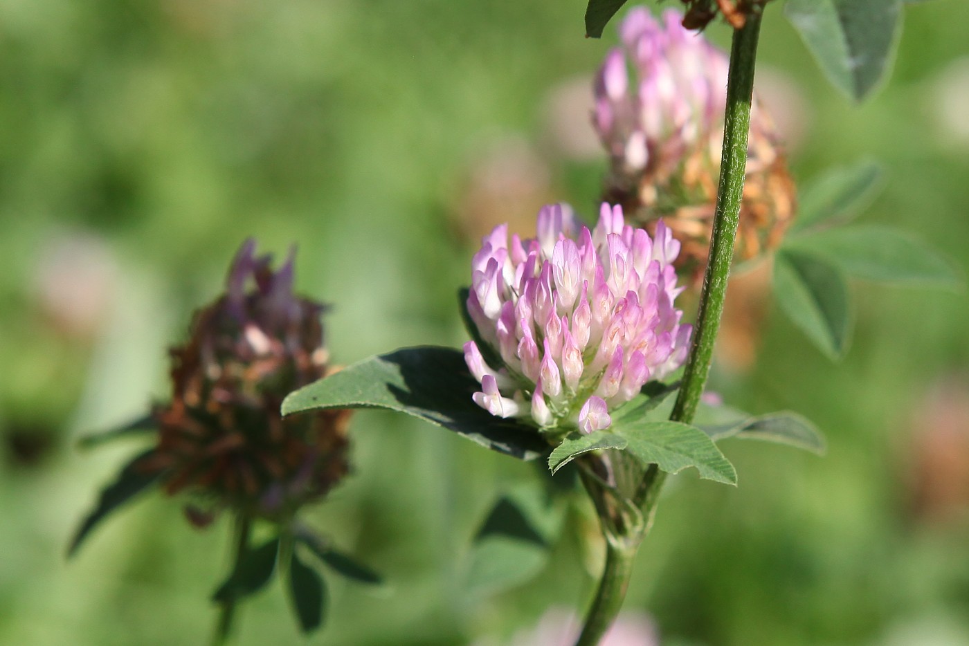 Изображение особи Trifolium pratense.