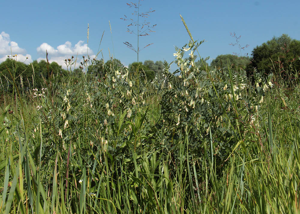 Изображение особи Vicia pannonica.