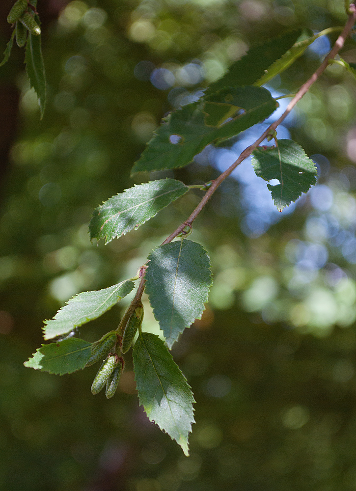 Image of Betula lenta specimen.