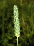 Phleum pratense