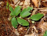 Fagus orientalis