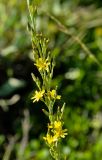 Youngia stenoma