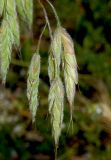 Bromus wolgensis