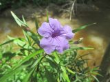 Ruellia simplex